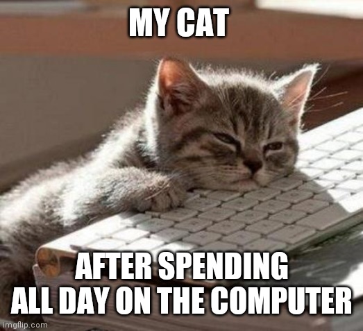 My Cat | MY CAT; AFTER SPENDING ALL DAY ON THE COMPUTER | image tagged in tired cat,funny memes | made w/ Imgflip meme maker