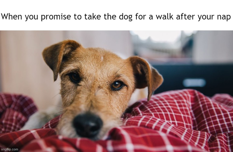 Always Watching | When you promise to take the dog for a walk after your nap | image tagged in funny,dogs,meme,funny memes | made w/ Imgflip meme maker