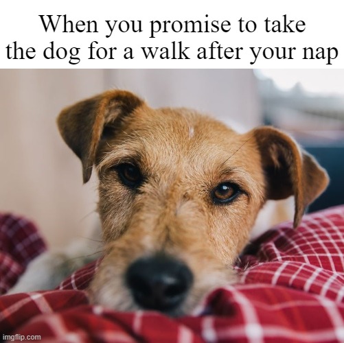 Walk The Dog | When you promise to take the dog for a walk after your nap | image tagged in dogs,dog memes,funny dog memes | made w/ Imgflip meme maker