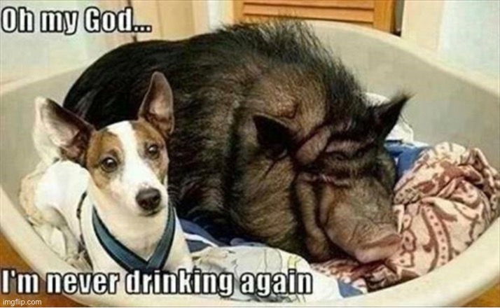 never again… | image tagged in funny,meme,drinking,never again,morning regret lol | made w/ Imgflip meme maker