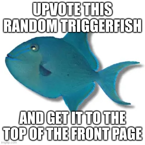 Upvote this random Triggerfish | UPVOTE THIS RANDOM TRIGGERFISH; AND GET IT TO THE TOP OF THE FRONT PAGE | image tagged in niger triggerfish,fish,why are you reading this,paper,why are you reading the tags | made w/ Imgflip meme maker