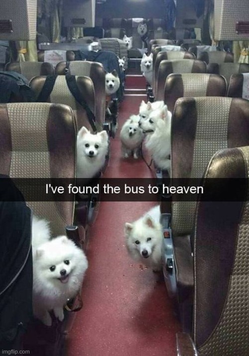 The bus to heaven... | image tagged in dogs | made w/ Imgflip meme maker