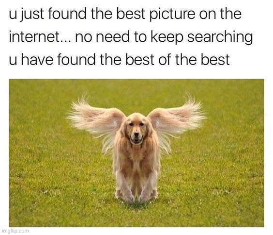 You found him. | image tagged in dogs | made w/ Imgflip meme maker