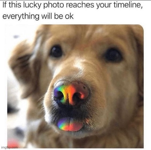 He is here. | image tagged in dogs | made w/ Imgflip meme maker