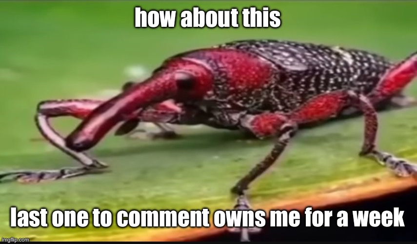 bug | how about this; last one to comment owns me for a week | image tagged in bug | made w/ Imgflip meme maker