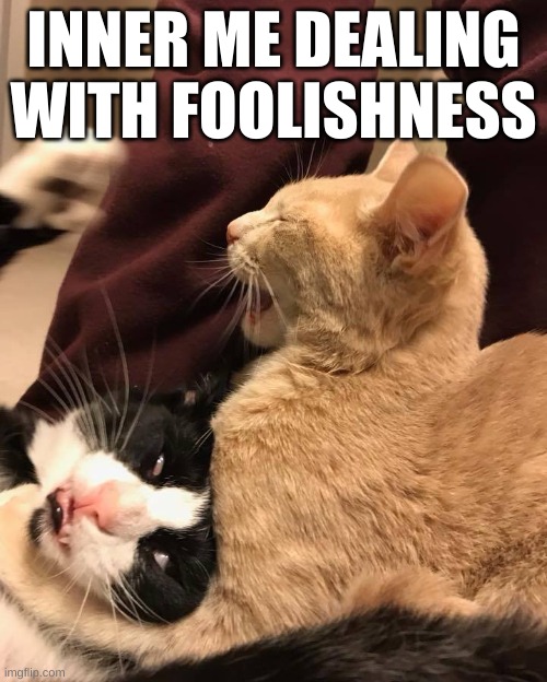 Inner me dealing with foolishness | INNER ME DEALING WITH FOOLISHNESS | image tagged in funny cats,cats,work,frustration | made w/ Imgflip meme maker