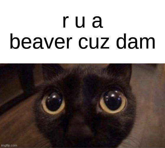 send this to your crush | r u a beaver cuz dam | image tagged in skrunkly | made w/ Imgflip meme maker
