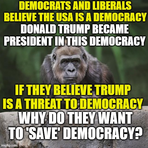 Democracy Democracy Democracy Democracy | DEMOCRATS AND LIBERALS BELIEVE THE USA IS A DEMOCRACY; DONALD TRUMP BECAME PRESIDENT IN THIS DEMOCRACY; IF THEY BELIEVE TRUMP IS A THREAT TO DEMOCRACY; WHY DO THEY WANT TO 'SAVE' DEMOCRACY? | image tagged in thinking gorilla | made w/ Imgflip meme maker