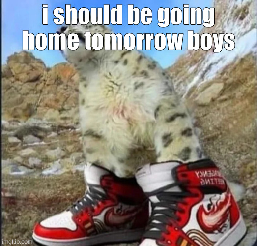 drippy cat | i should be going home tomorrow boys | image tagged in drippy cat | made w/ Imgflip meme maker