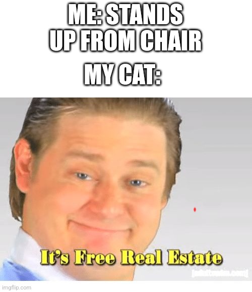 It's Free Real Estate | ME: STANDS UP FROM CHAIR; MY CAT: | image tagged in it's free real estate | made w/ Imgflip meme maker