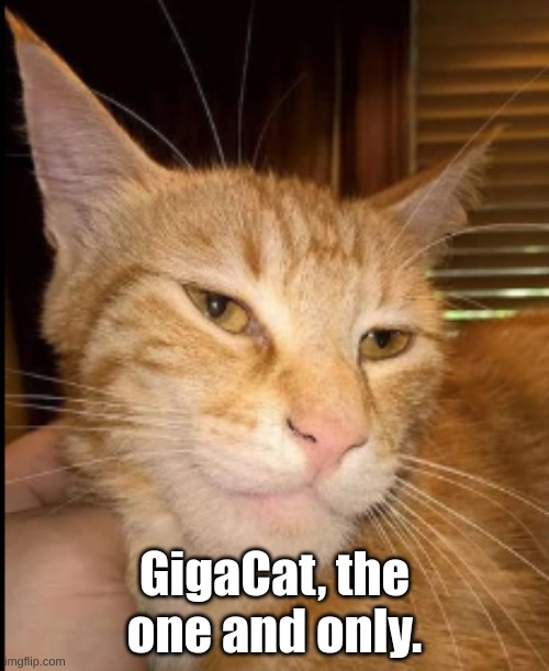 GigaCat, the one and only | GigaCat, the one and only. | image tagged in cats,memes,cat memes,new meme,sexy cat | made w/ Imgflip meme maker