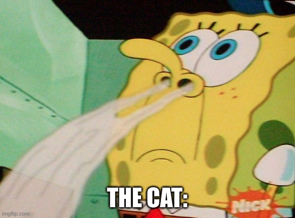 Spongebob Sniff | THE CAT: | image tagged in spongebob sniff | made w/ Imgflip meme maker