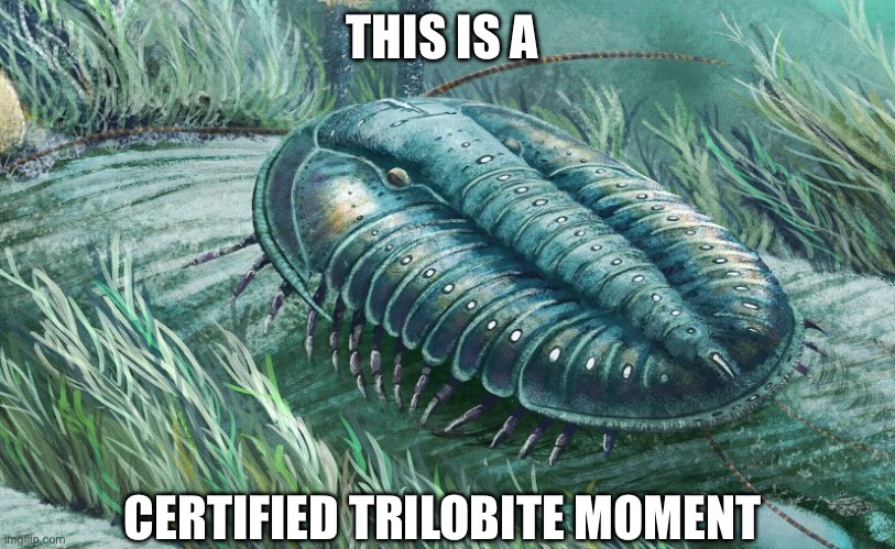 THIS IS A; CERTIFIED TRILOBITE MOMENT | image tagged in bugs,historical meme,memes,funny memes,humor,shitpost | made w/ Imgflip meme maker