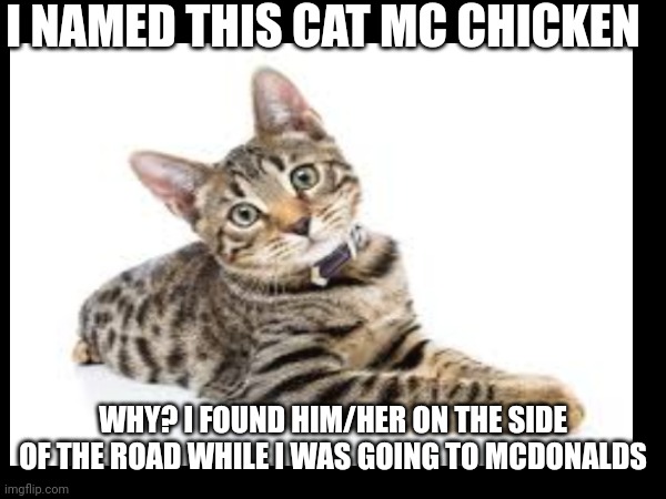 I'm still unsure of it's gender. Comment a way to find out it's gender. | I NAMED THIS CAT MC CHICKEN; WHY? I FOUND HIM/HER ON THE SIDE OF THE ROAD WHILE I WAS GOING TO MCDONALDS | image tagged in cute cat,wholesome | made w/ Imgflip meme maker