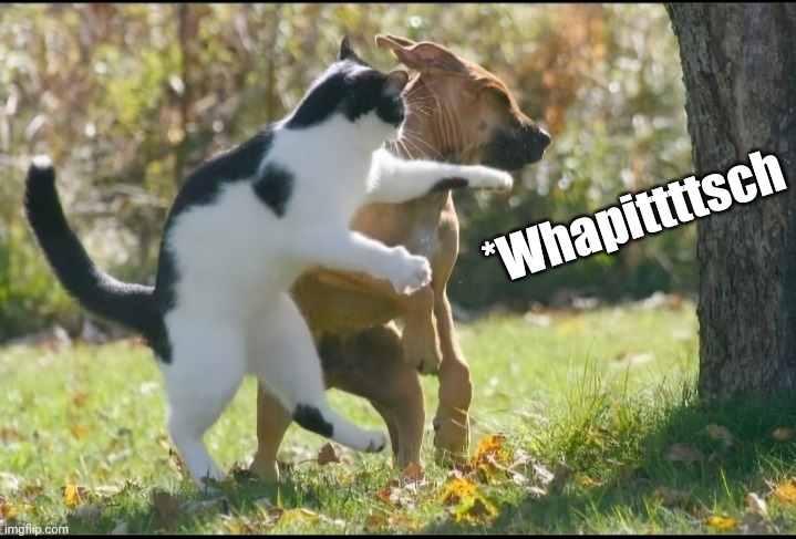 [ˢᵒᵘⁿᵈ ᵉᶠᶠᵉᶜᵗˢ] | *Whapittttsch | image tagged in cat punch dog,sound effects,whapittttsch | made w/ Imgflip meme maker