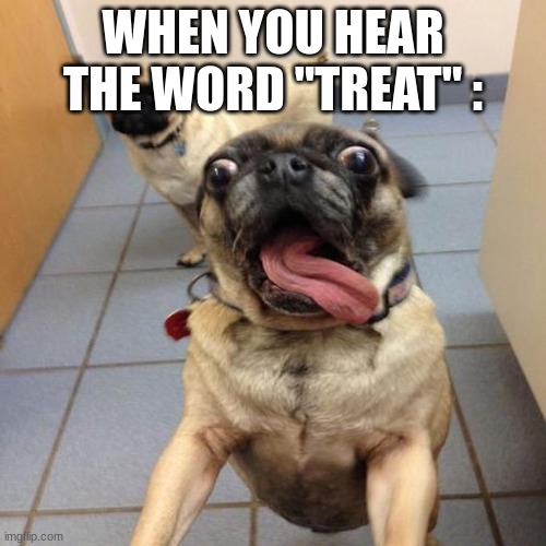 funny hehehehhe | WHEN YOU HEAR THE WORD "TREAT" : | image tagged in pug excited but funny | made w/ Imgflip meme maker