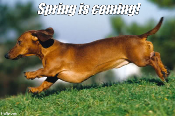 Spring is coming | Spring is coming! | image tagged in birthday daschund | made w/ Imgflip meme maker