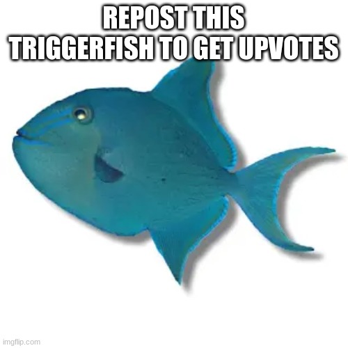 Niger Triggerfish | REPOST THIS TRIGGERFISH TO GET UPVOTES | image tagged in niger triggerfish | made w/ Imgflip meme maker