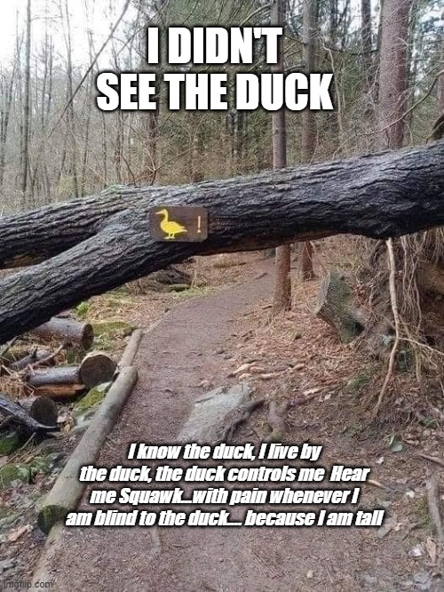 I DIDN'T SEE THE DUCK; I know the duck, I live by the duck, the duck controls me  Hear me Squawk...with pain whenever I am blind to the duck.… because I am tall | made w/ Imgflip meme maker