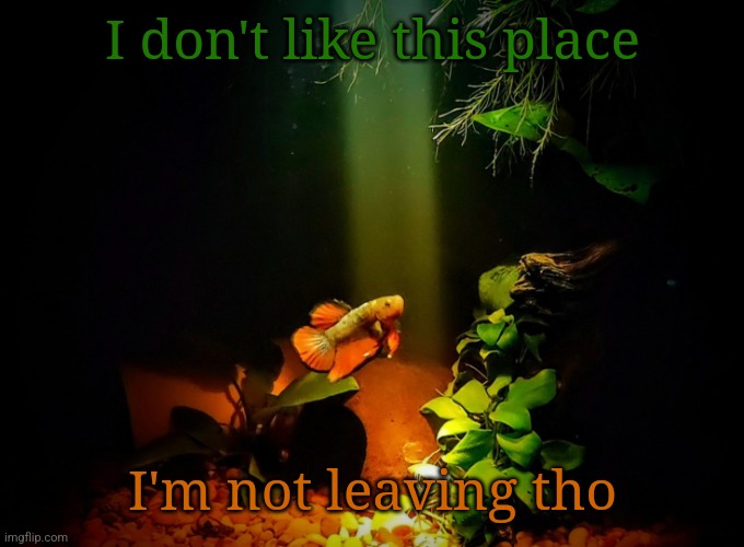 Betta van fleet | I don't like this place; I'm not leaving tho | image tagged in betta van fleet | made w/ Imgflip meme maker