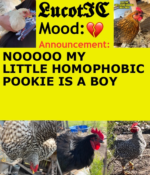 Why couldnt he have been a girl :( | 💔; NOOOOO MY LITTLE HOMOPHOBIC POOKIE IS A BOY | image tagged in lucotic's cocks announcement template | made w/ Imgflip meme maker