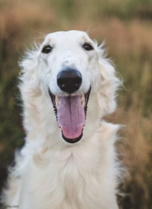 Smiling Borzoi | image tagged in smiling borzoi | made w/ Imgflip meme maker