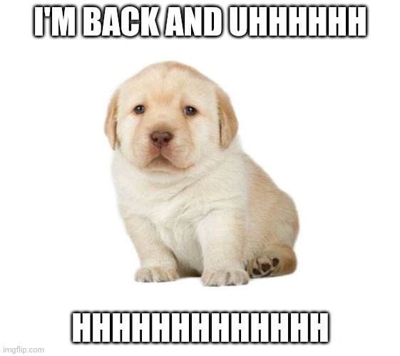 Idk dog | I'M BACK AND UHHHHHH; HHHHHHHHHHHHH | image tagged in idk dog | made w/ Imgflip meme maker