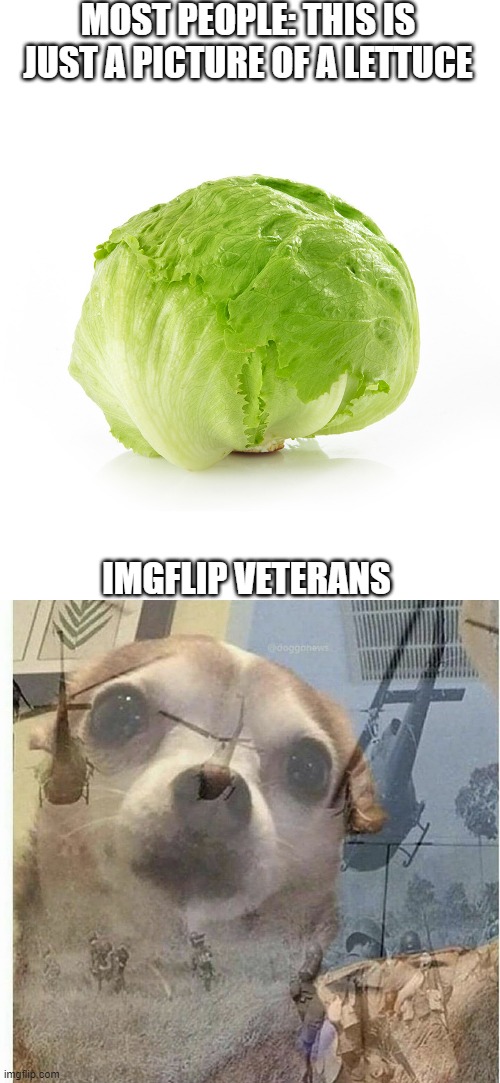 I remember when lettuce was popular | MOST PEOPLE: THIS IS JUST A PICTURE OF A LETTUCE; IMGFLIP VETERANS | image tagged in ptsd chihuahua,meme,imgflip,lettuce,imgflip humor,imgflip users | made w/ Imgflip meme maker