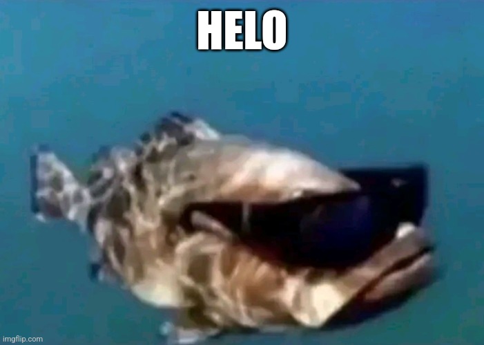 Hi | HELO | image tagged in hi | made w/ Imgflip meme maker