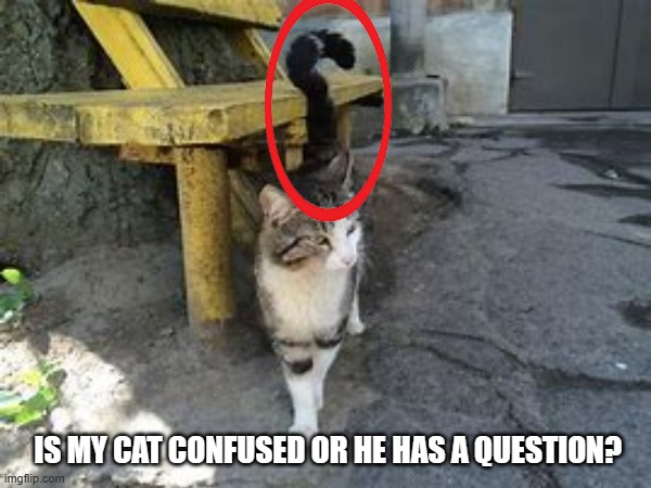 I need help people | IS MY CAT CONFUSED OR HE HAS A QUESTION? | image tagged in cats,confused | made w/ Imgflip meme maker