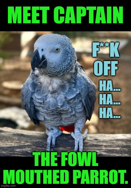 In the Life Of A Parrot At The Lincolnshire Wildlife Park | MEET CAPTAIN; F**K 0FF; HA... HA... HA... THE FOWL MOUTHED PARROT. | image tagged in memes,fun,meet,captain,swearing,parrot | made w/ Imgflip meme maker