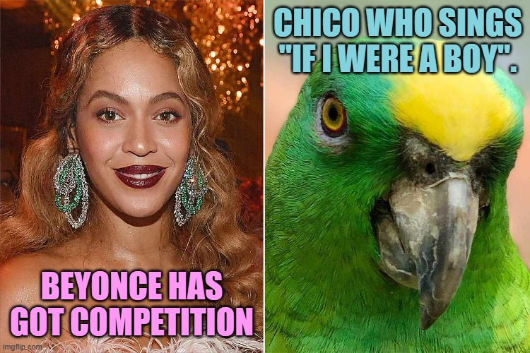 In the Life Of A Parrot At The Lincolnshire Wildlife Park (Part2) | CHICO WHO SINGS "IF I WERE A BOY". BEYONCE HAS GOT COMPETITION | image tagged in memes,fun,beyonce,competition,singing,parrot | made w/ Imgflip meme maker