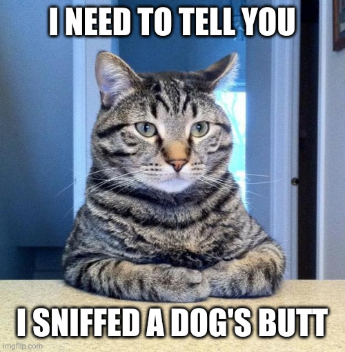 Serious cat's True Confessions | I NEED TO TELL YOU; I SNIFFED A DOG'S BUTT | image tagged in serious cat,dog,canine curious,memes,curiosity killed the cat,sniff | made w/ Imgflip meme maker