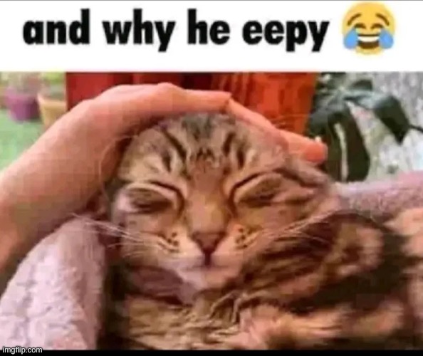 Why bro eepy | image tagged in fun,memes,funny memes,cats,front page plz | made w/ Imgflip meme maker