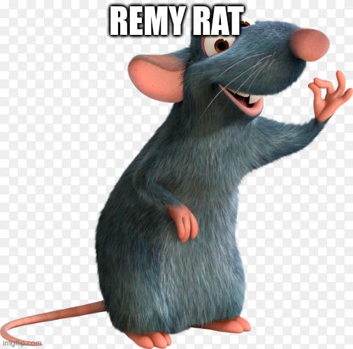 remity rattity | REMY RAT | image tagged in rats | made w/ Imgflip meme maker