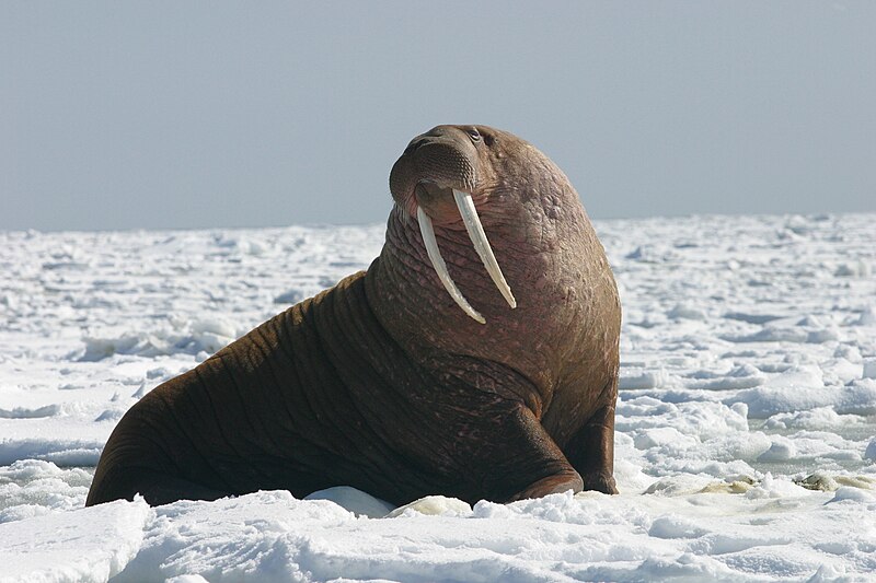 High Quality Walrus Blank Meme Template