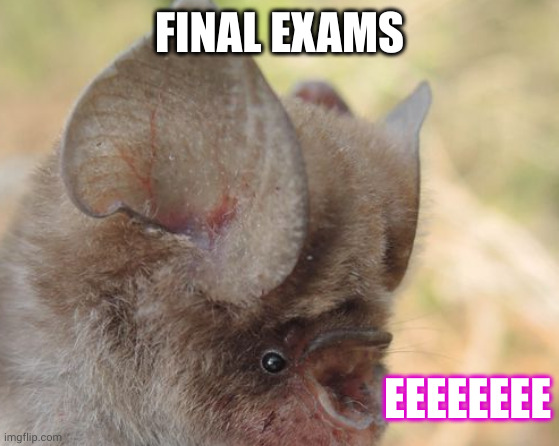 Screaming bat taking final exams | FINAL EXAMS; EEEEEEEE | image tagged in screaming bat,memes,confused screaming,stressed out,final exams,when will it end | made w/ Imgflip meme maker