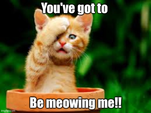 That was Funny!!!! | You've got to; Be meowing me!! | image tagged in facepalm kitten | made w/ Imgflip meme maker