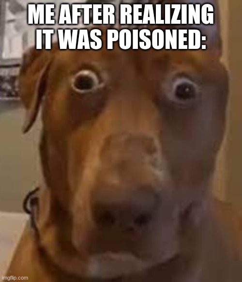 surprised dog | ME AFTER REALIZING IT WAS POISONED: | image tagged in surprised dog | made w/ Imgflip meme maker