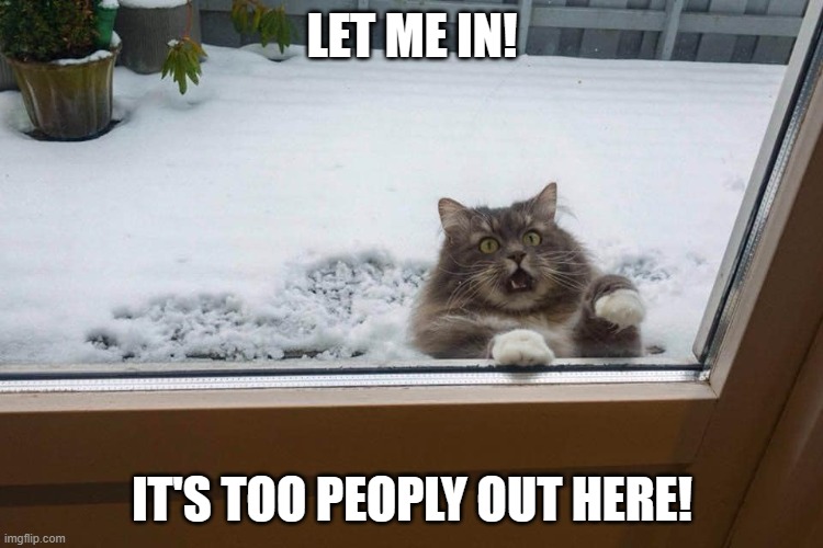 Scared Cat | LET ME IN! IT'S TOO PEOPLY OUT HERE! | image tagged in cat,scared | made w/ Imgflip meme maker