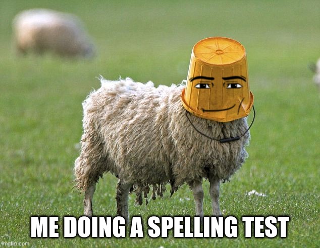 stupid sheep | ME DOING A SPELLING TEST | image tagged in stupid sheep | made w/ Imgflip meme maker
