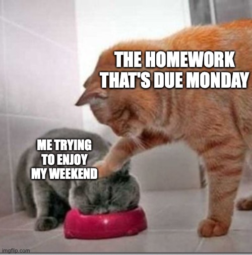 Cat bully | THE HOMEWORK THAT'S DUE MONDAY; ME TRYING TO ENJOY MY WEEKEND | image tagged in cat bully,bully,cats,cat,funny,memes | made w/ Imgflip meme maker