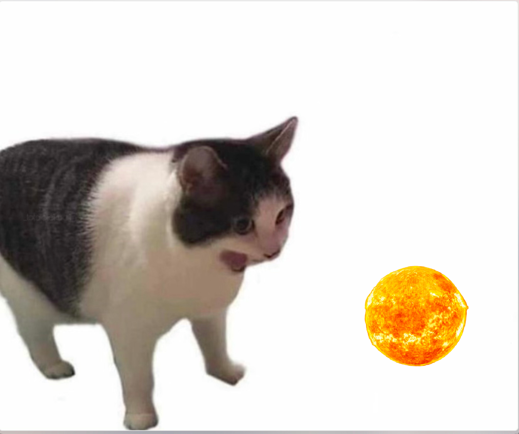 Cat yelling at sun Blank Meme Template