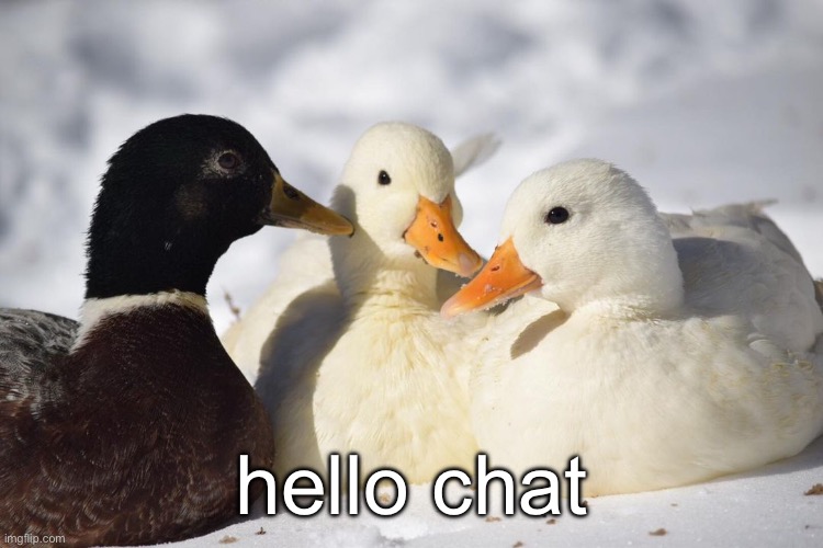 jsjsjsjsjskkskdksksk | hello chat | image tagged in dunkin ducks | made w/ Imgflip meme maker