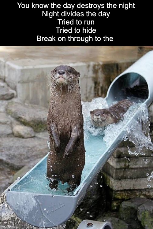 Otter | You know the day destroys the night
Night divides the day
Tried to run
Tried to hide
Break on through to the | image tagged in break on through,otter,the doors | made w/ Imgflip meme maker