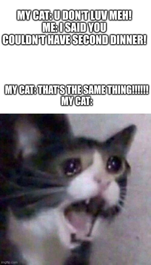 True Cat Meme | MY CAT: U DON'T LUV MEH!
ME: I SAID YOU COULDN'T HAVE SECOND DINNER! MY CAT: THAT'S THE SAME THING!!!!!!
MY CAT: | image tagged in screaming cat meme | made w/ Imgflip meme maker
