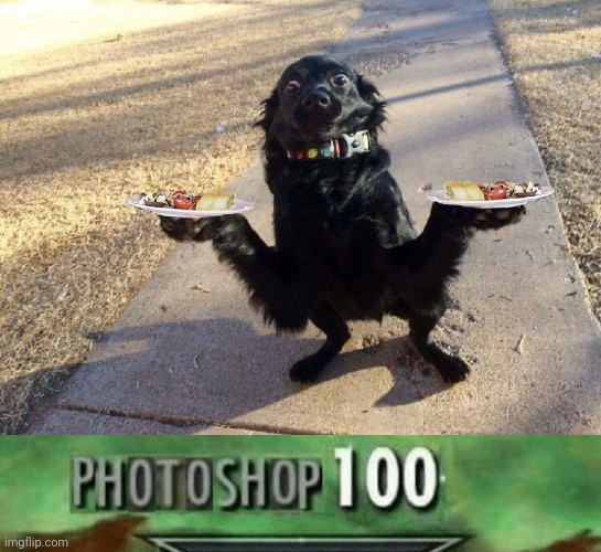 Nailed it waiter doggo | image tagged in photoshop 100,food,plate,dogs,dog,memes | made w/ Imgflip meme maker