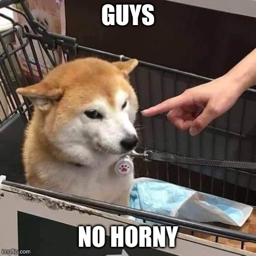 STAHP | GUYS; NO HORNY | image tagged in no horny | made w/ Imgflip meme maker