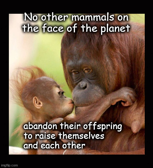 Normal mammals don't abandon their offspring to raise themselves and each other | No other mammals on the face of the planet; abandon their offspring
to raise themselves
and each other | image tagged in child abandonment,unruly generation | made w/ Imgflip meme maker