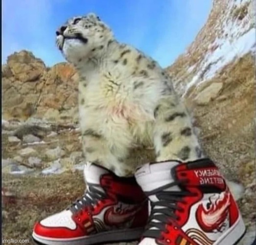 drippy cat | image tagged in drippy cat | made w/ Imgflip meme maker